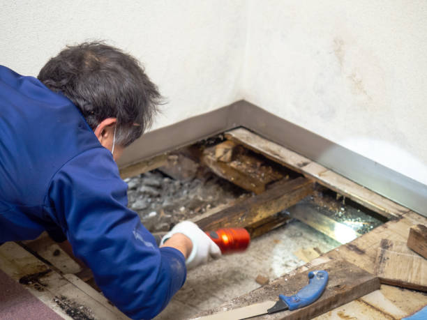 Best Emergency Mold Remediation in Lake Catherine, IL