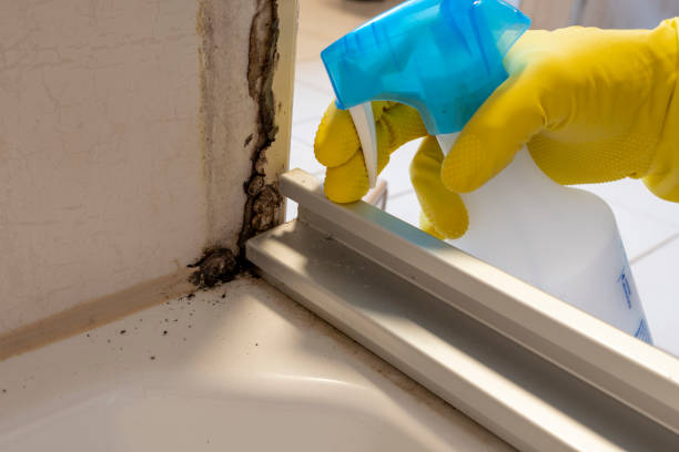 Professional Mold Remediation in Lake Catherine, IL