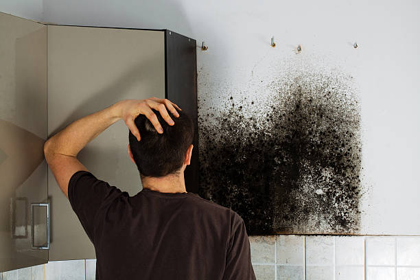 Best Kitchen Mold Remediation in Lake Catherine, IL