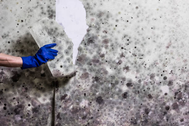 Best Attic Mold Remediation in Lake Catherine, IL